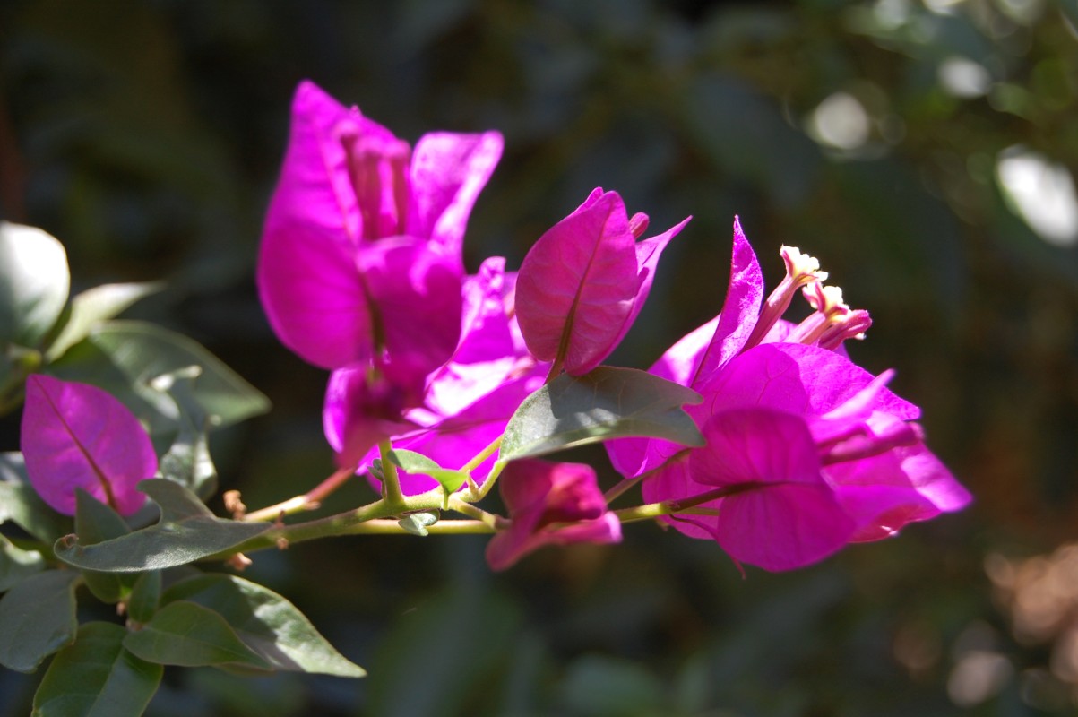 Paperflower