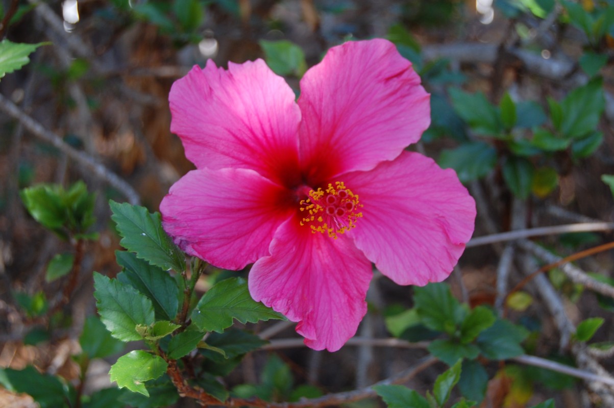 Pink Chinese hibiscus