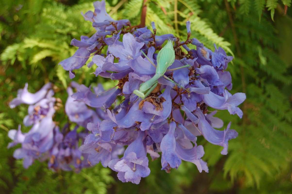Praying mantis on the flowers of a jacaranda tree