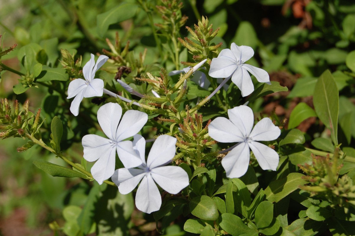  White Cape plumbago