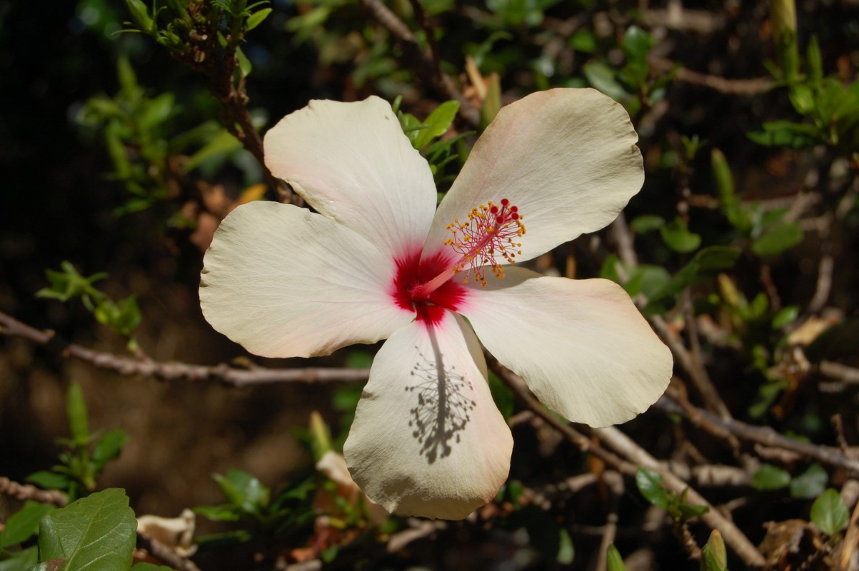 White Chinese hibiscus